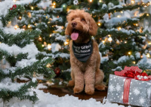 Jerry Green Dog Rescue Christmas dog